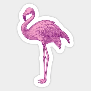 Pink Flamingo Sticker